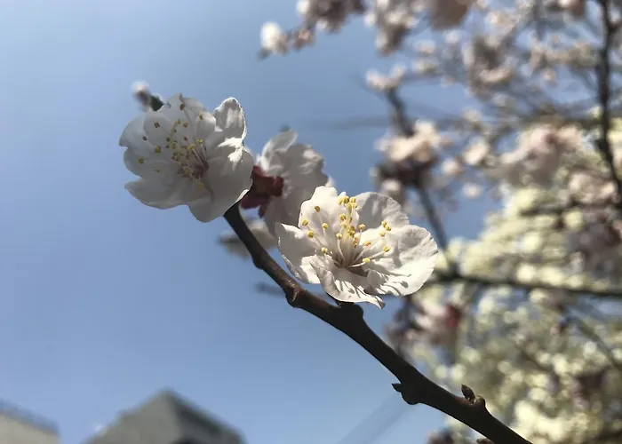 ゲストハウス Naru ソウル特別市
